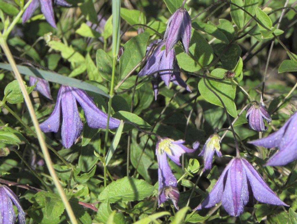 Clematis viticella (Ranunculaceae)